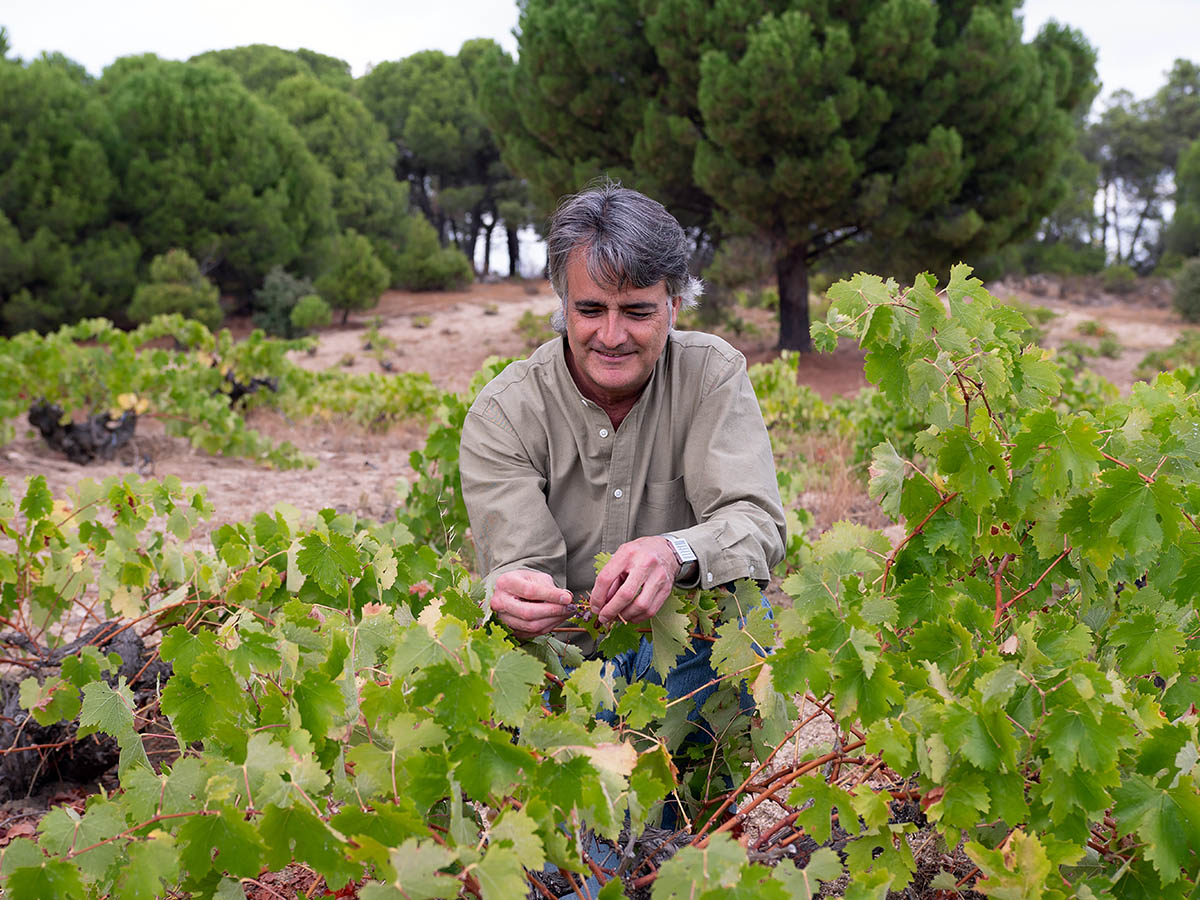 Los Vinos Bonitos-Raúl Ortega
