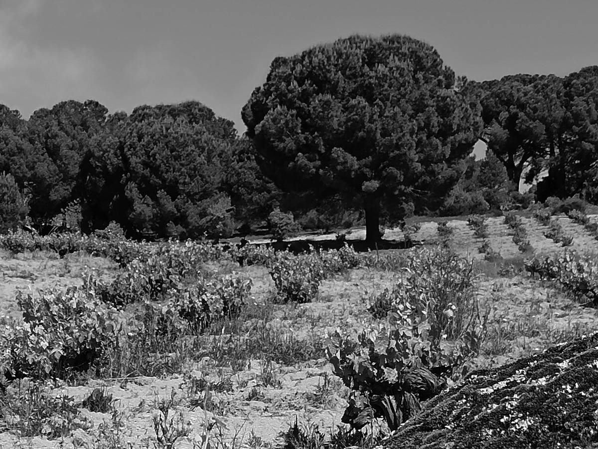 Los Vinos Bonitos-Gredos