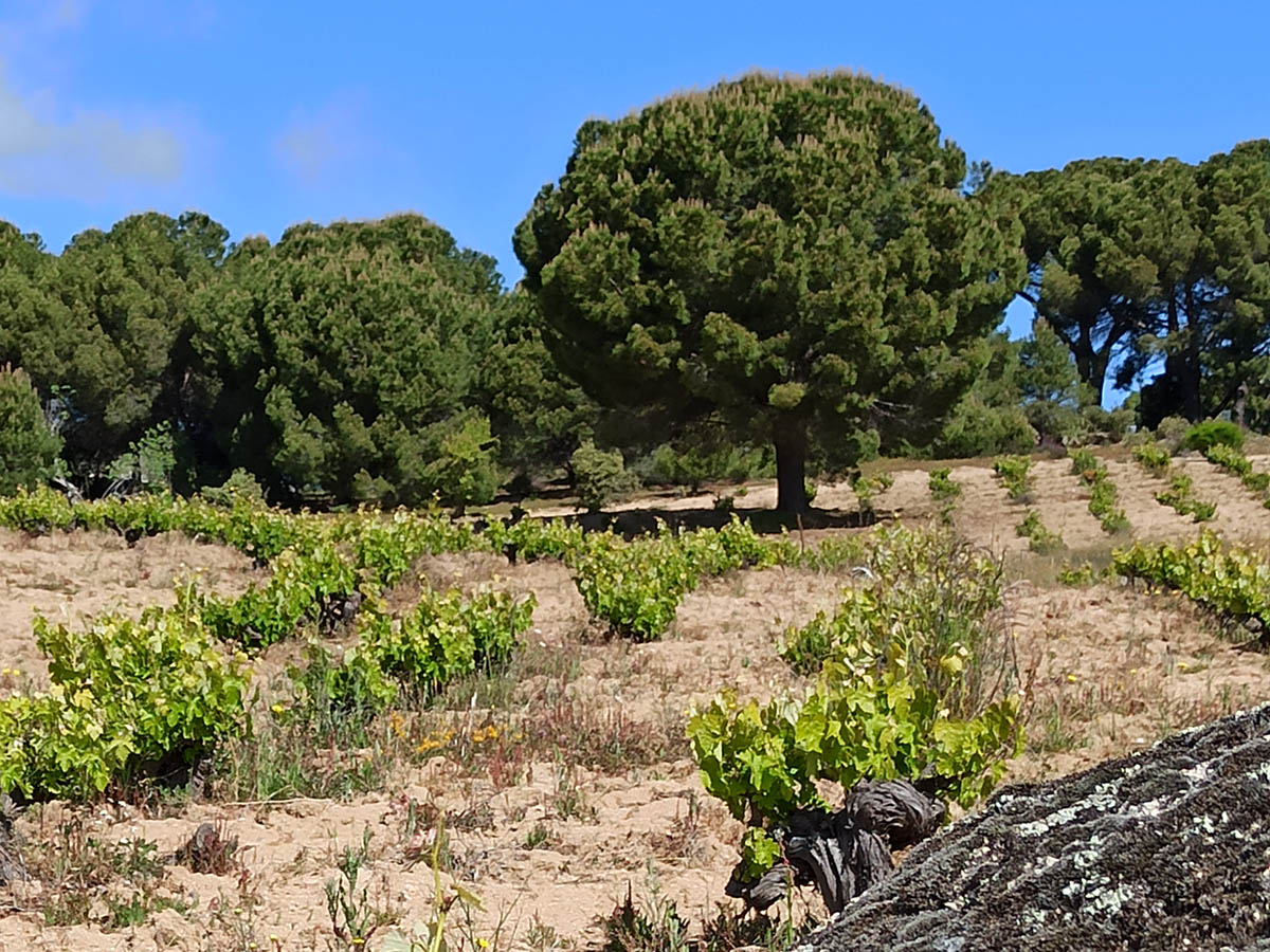 Los Vinos Bonitos-Gredos